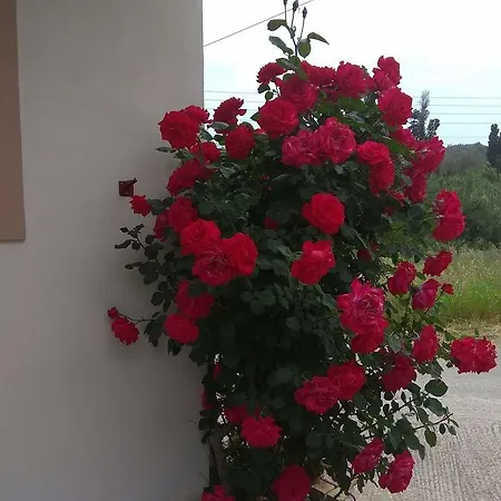 Romeo & Juliet 3*